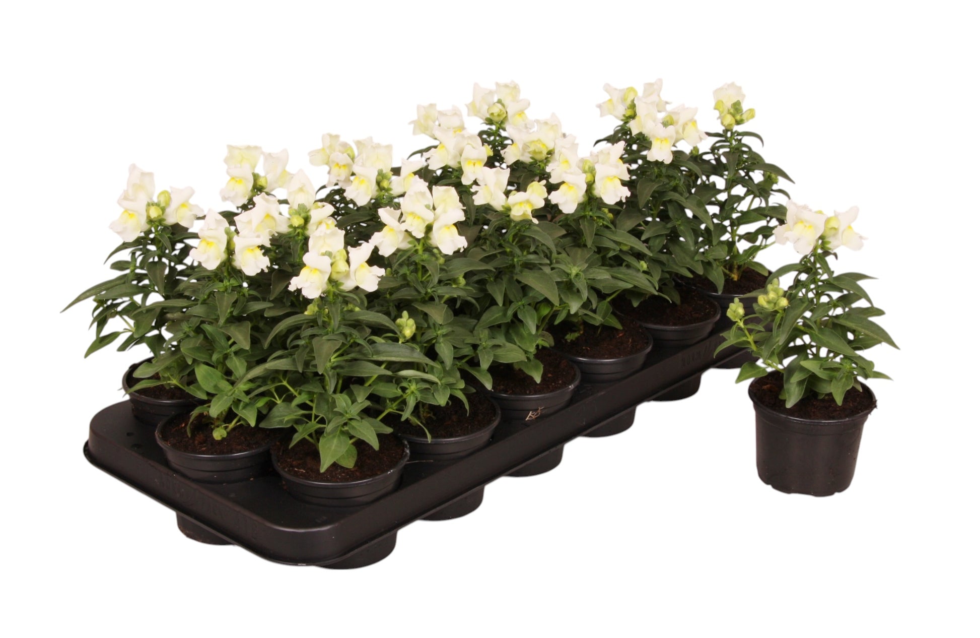 Antirrhinum white 20cm 9cm Pot