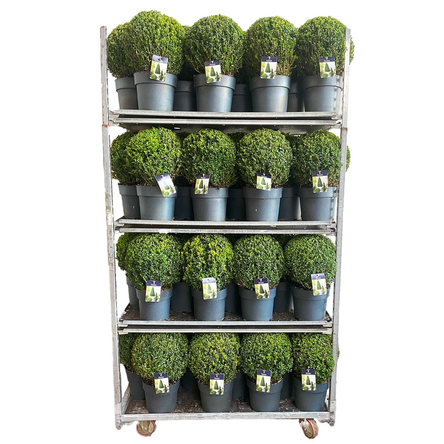 Buxus sempervirens ball 45cm 24cm Pot