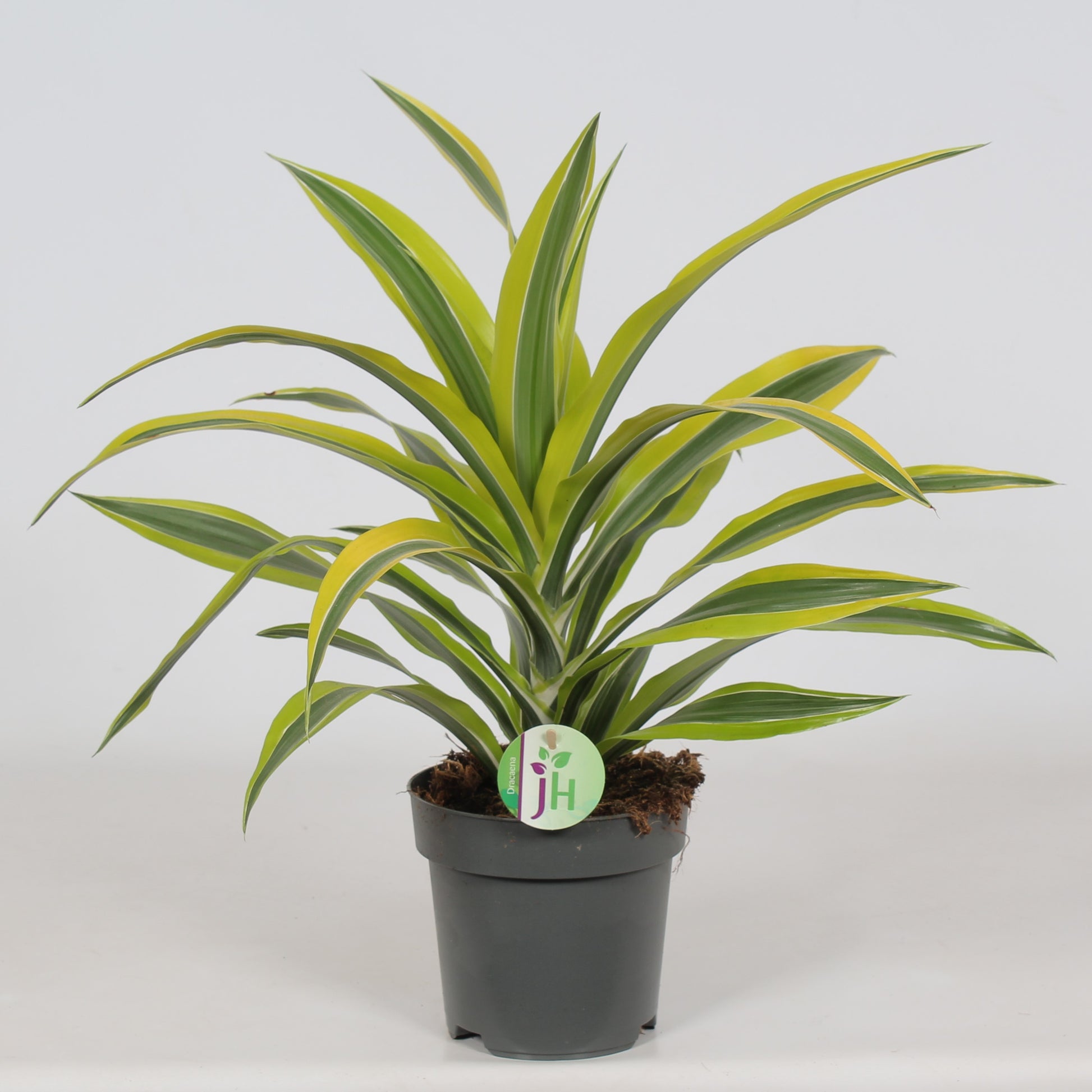 Heijnen Potplanten, J. Dracaena fragrans Lemon Lime Pack of 6
