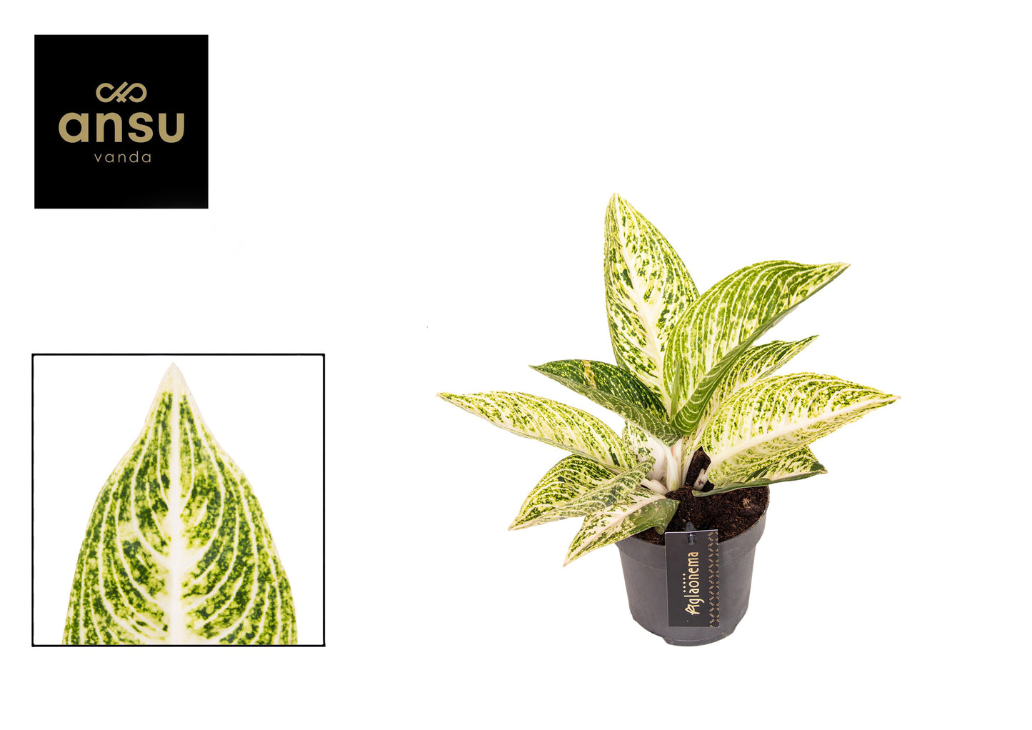 Aglaonema Painted Celebration 35cm 12cm Pot