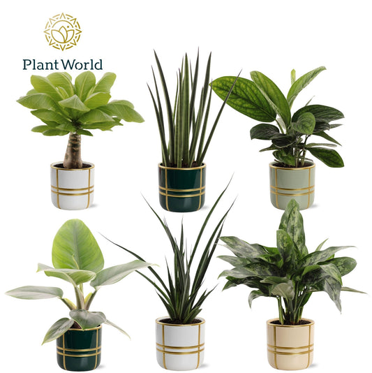 Groenmix Miami (diverse soorten) in pot Lauri 40cm 12cm Pot