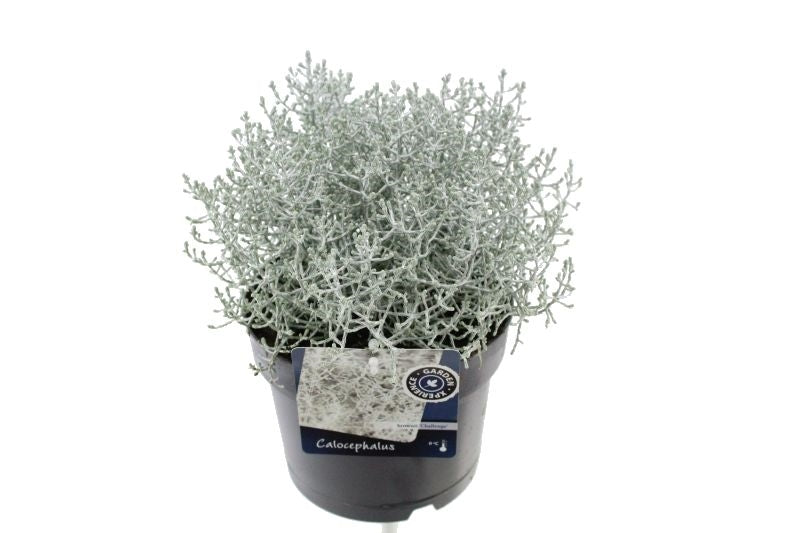 Calocephalus brownii Challenge 30cm 17cm Pot