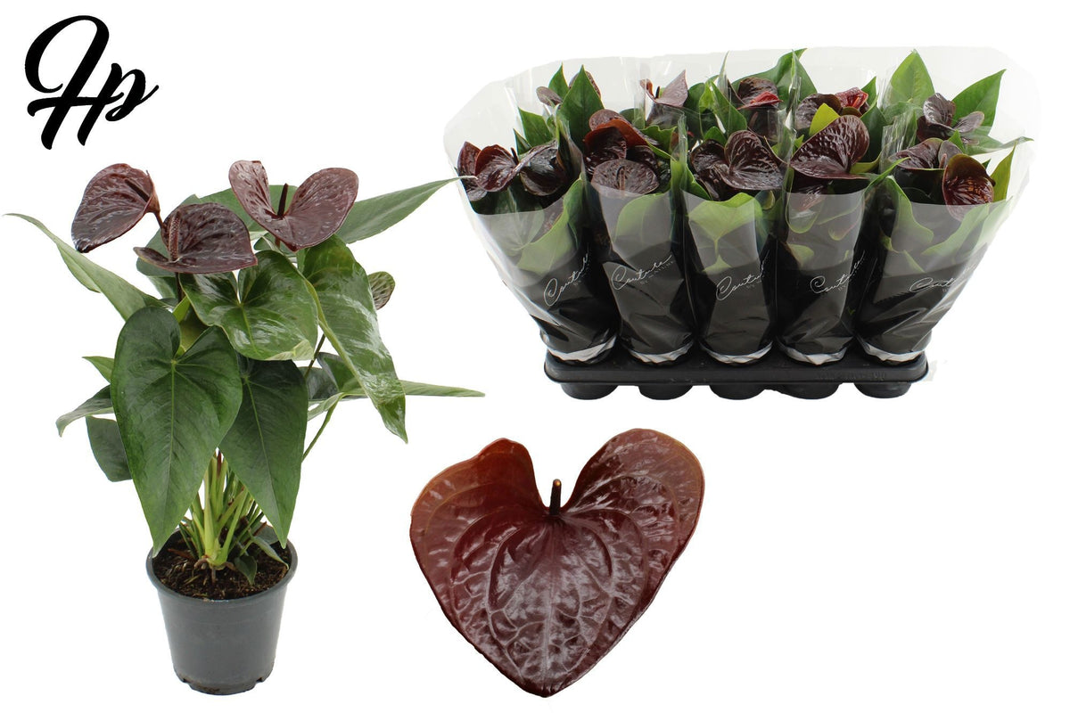 Anthurium Essencia 40cm 12cm Pot
