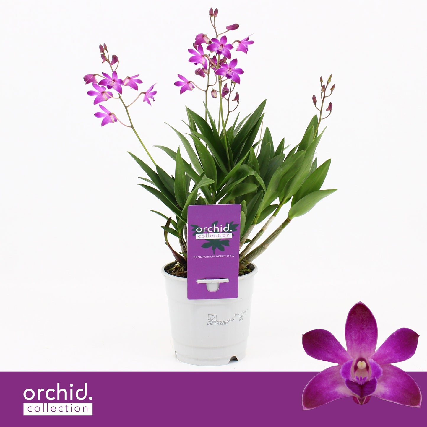 Dendrobium Berry Oda 40cm 12cm Pot