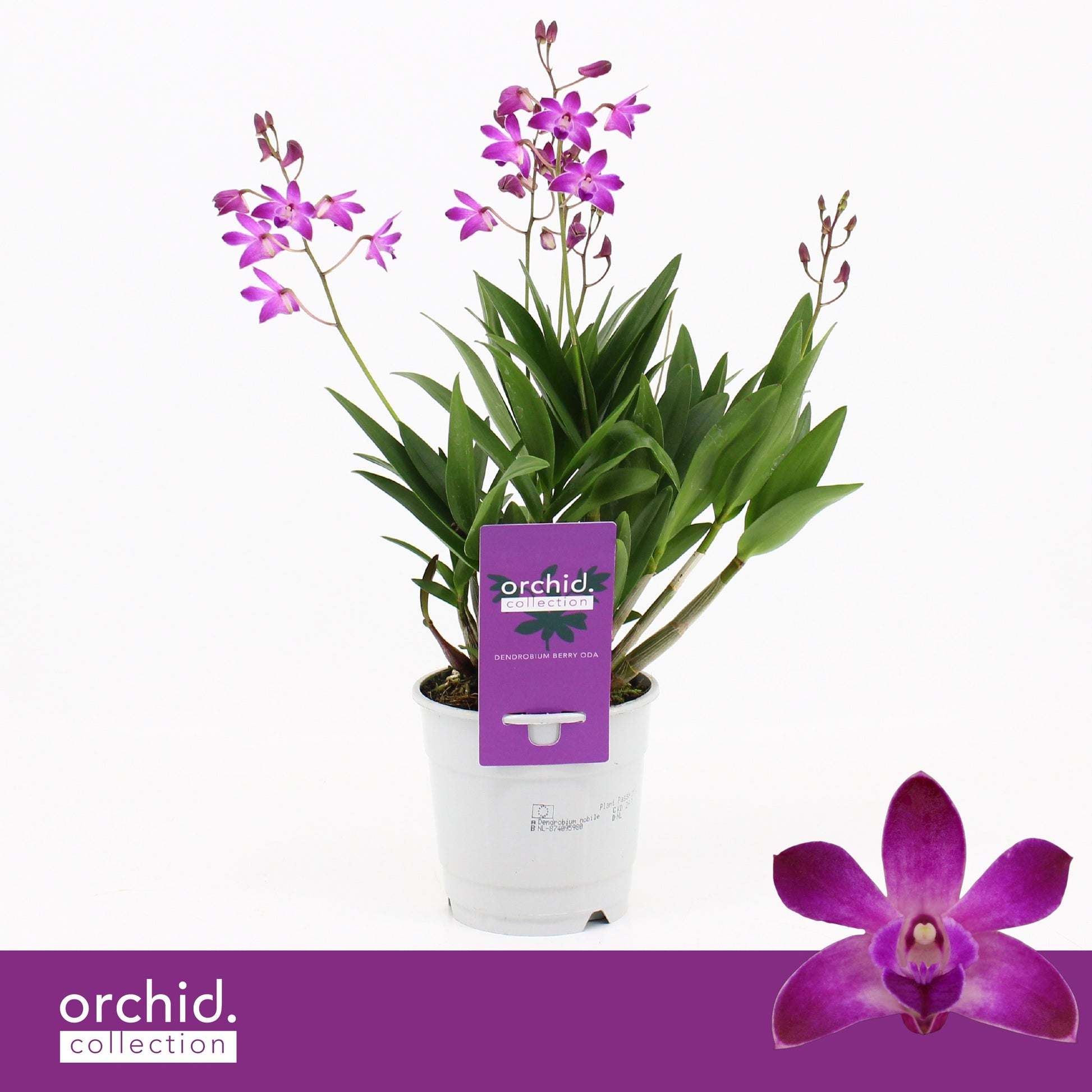Dendrobium Berry Oda 40cm 12cm Pot
