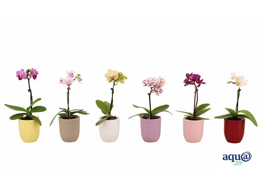 VG Orchids Phalaenopsis mini mix (+ drp.ceramic) Pack of 16