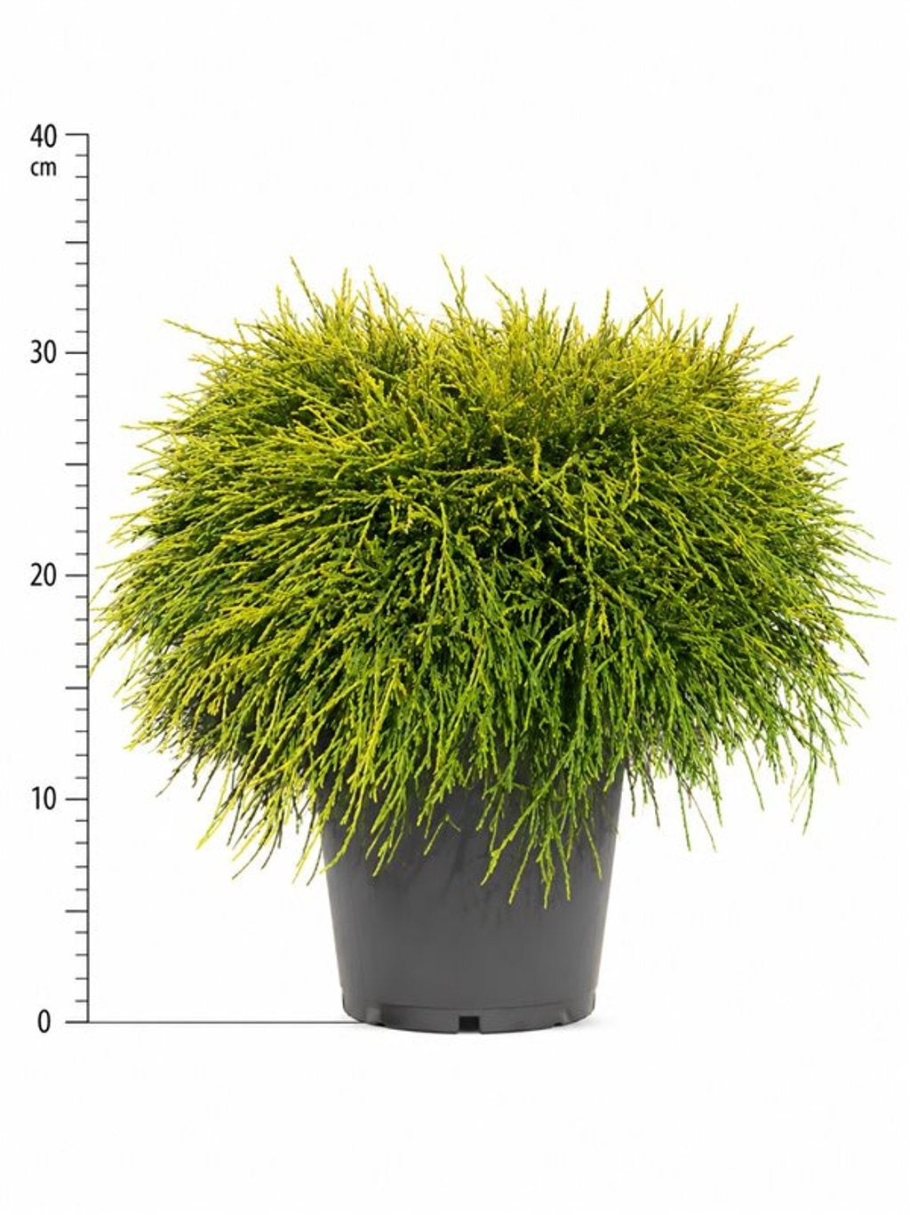 Chamaecyparis Sungold 40cm 26cm Pot