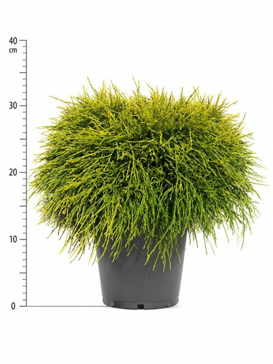 Chamaecyparis Sungold 40cm 26cm Pot