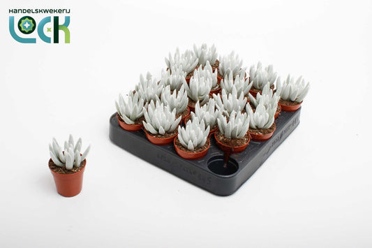 Senecio candidans 10cm 5.5cm Pot