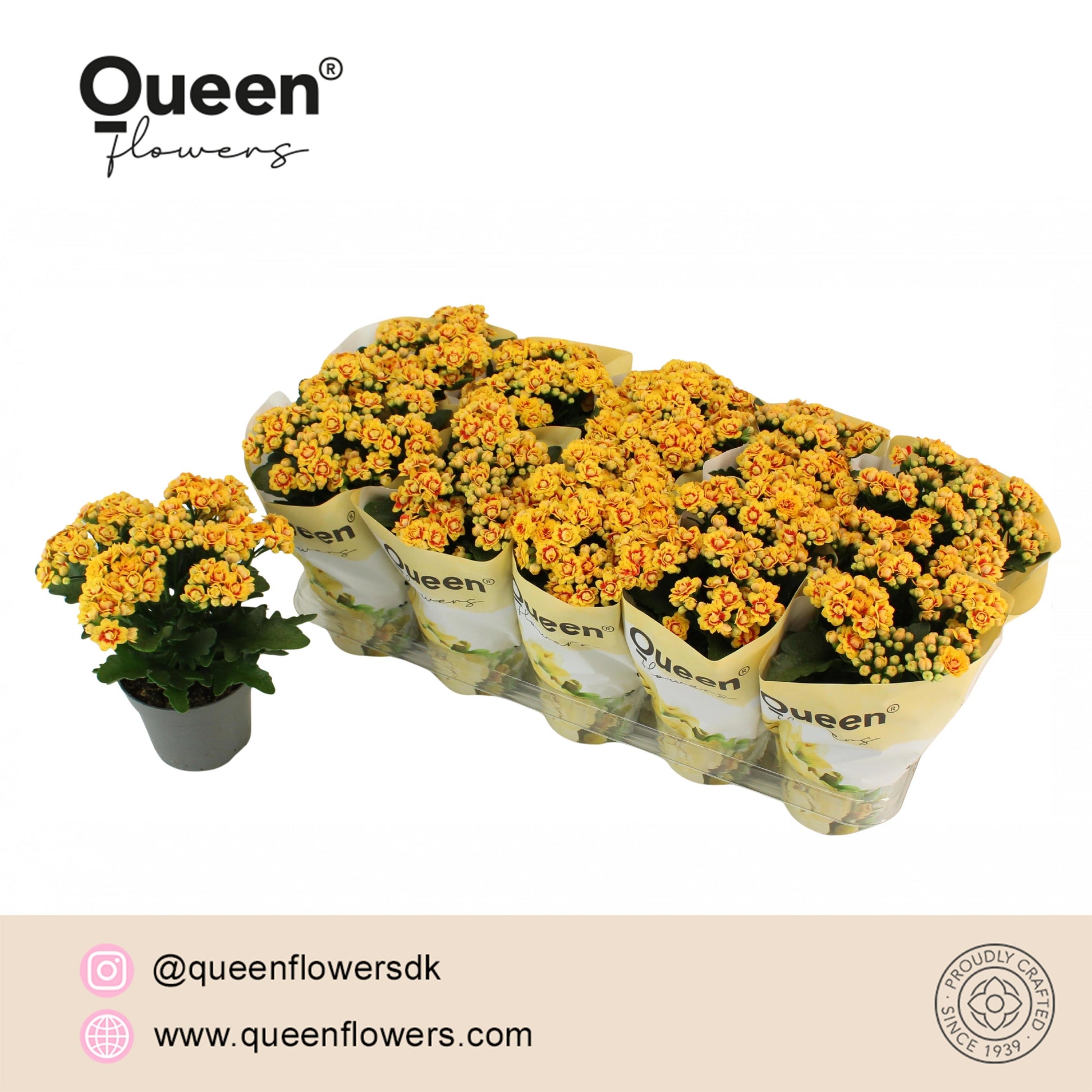 Pligt Professionals BV Kalanchoe More Flowers Lausanne Pack of 10