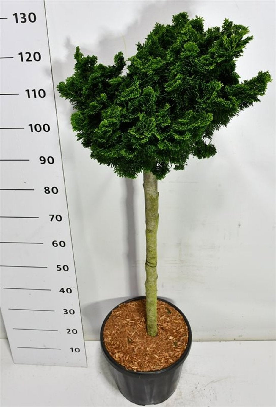 Bloemenkampen BV, Hkw. de Chamaecyparis obtusa Nana Gracilis Pack of 1