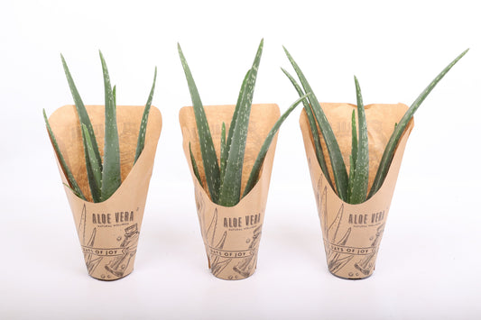 Aloe vera 34cm 510cm Pot