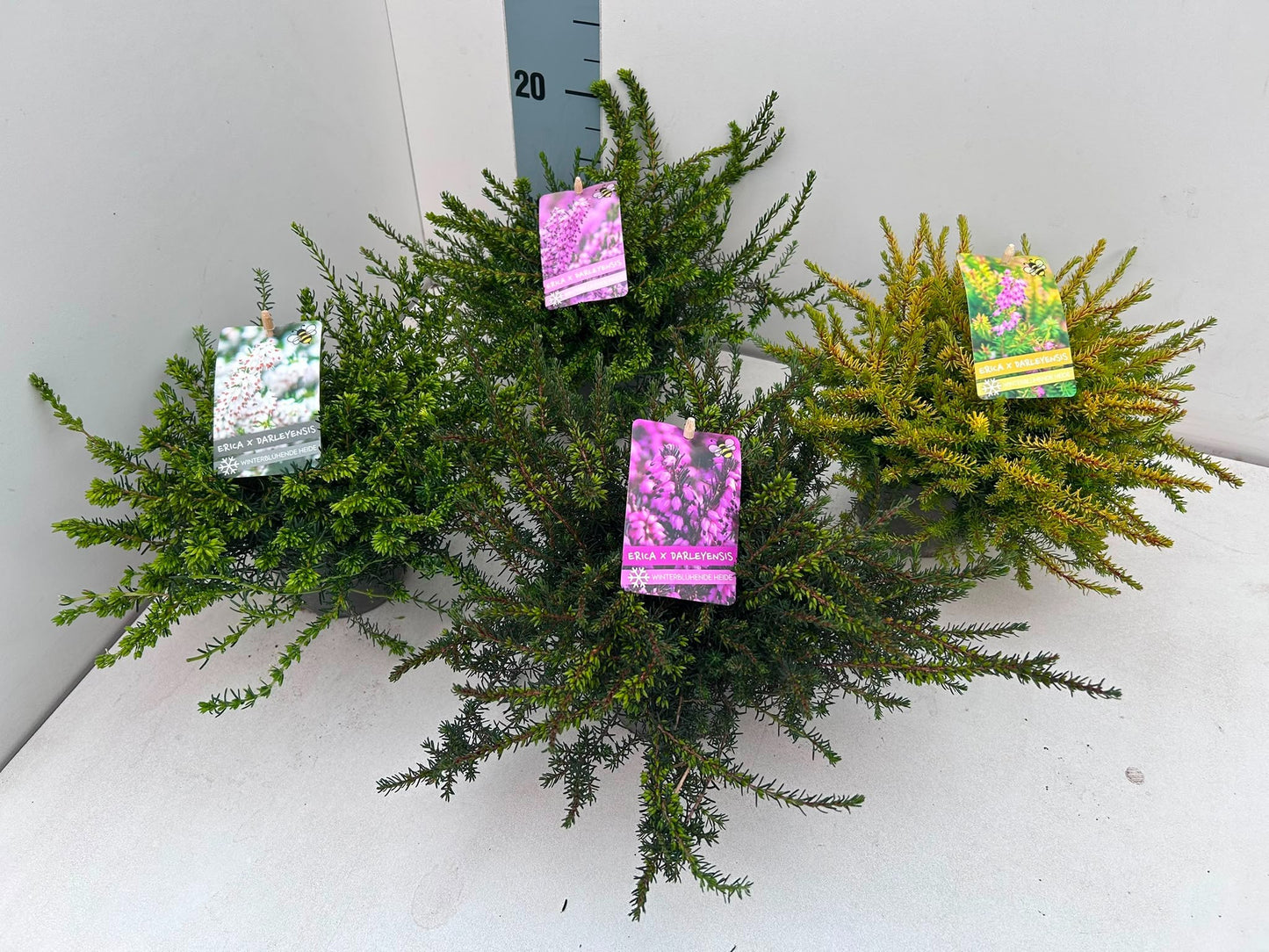 Gartenbau Janshen Gbr Erica darleyensis 4 colors mix Pack of 10