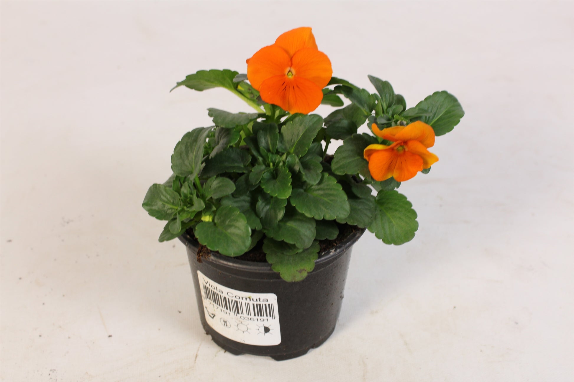 Viola Callisto Orange 15cm 9cm Pot