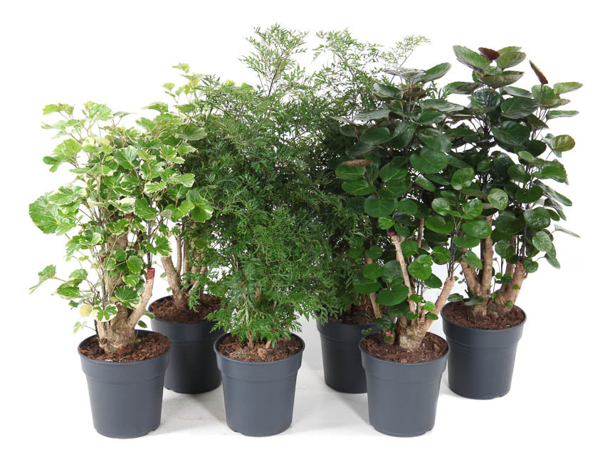 Polyscias mix 70cm 19cm Pot