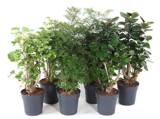 Polyscias mix 70cm 19cm Pot
