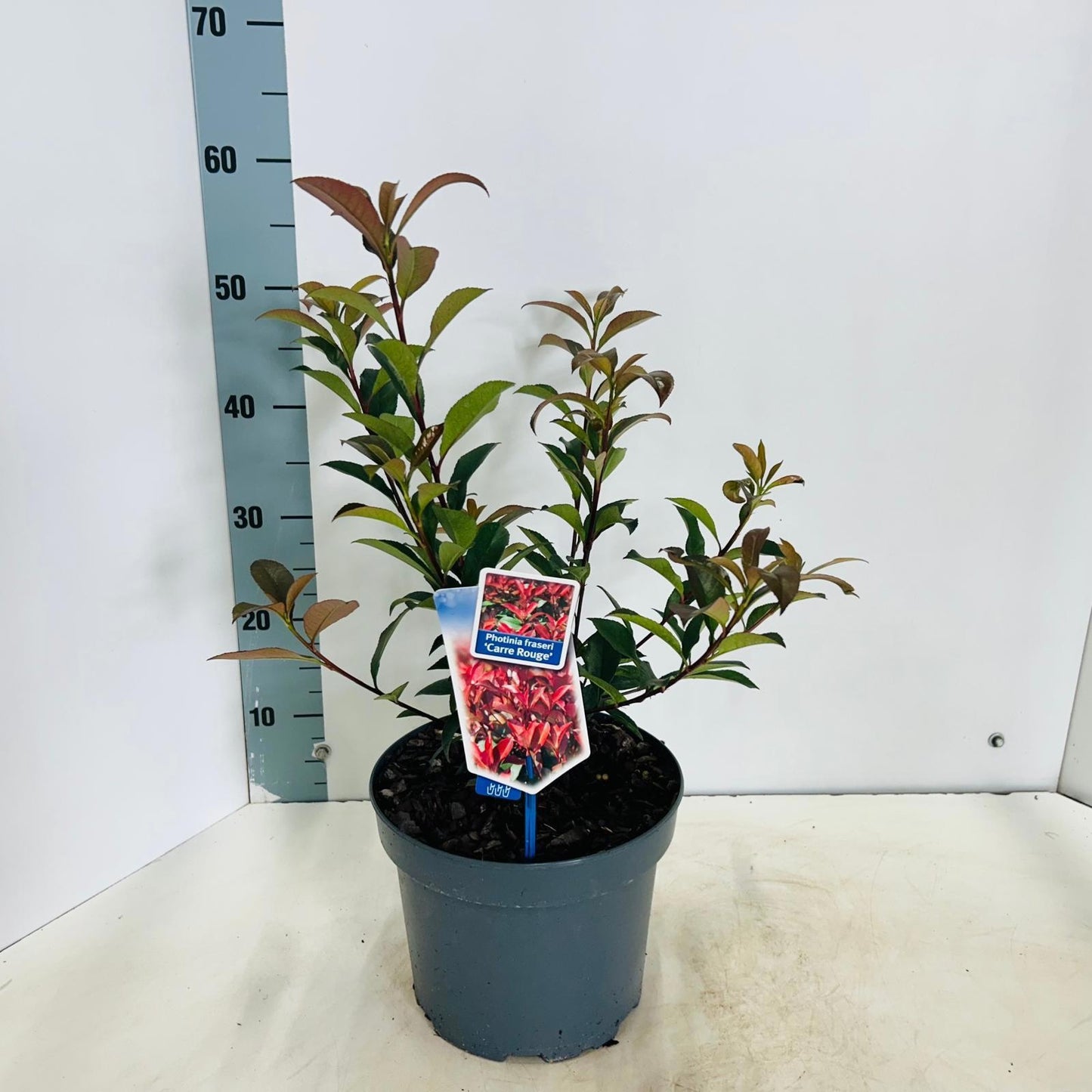 Photinia fraseri mix 50cm 23cm Pot