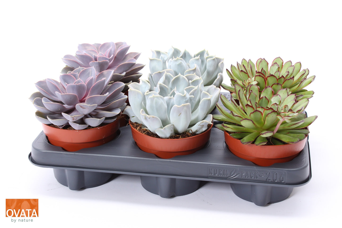 Ovata BV Echeveria mix Pack of 6