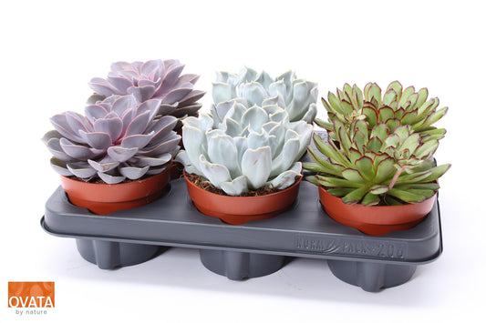 Ovata BV Echeveria mix Pack of 6