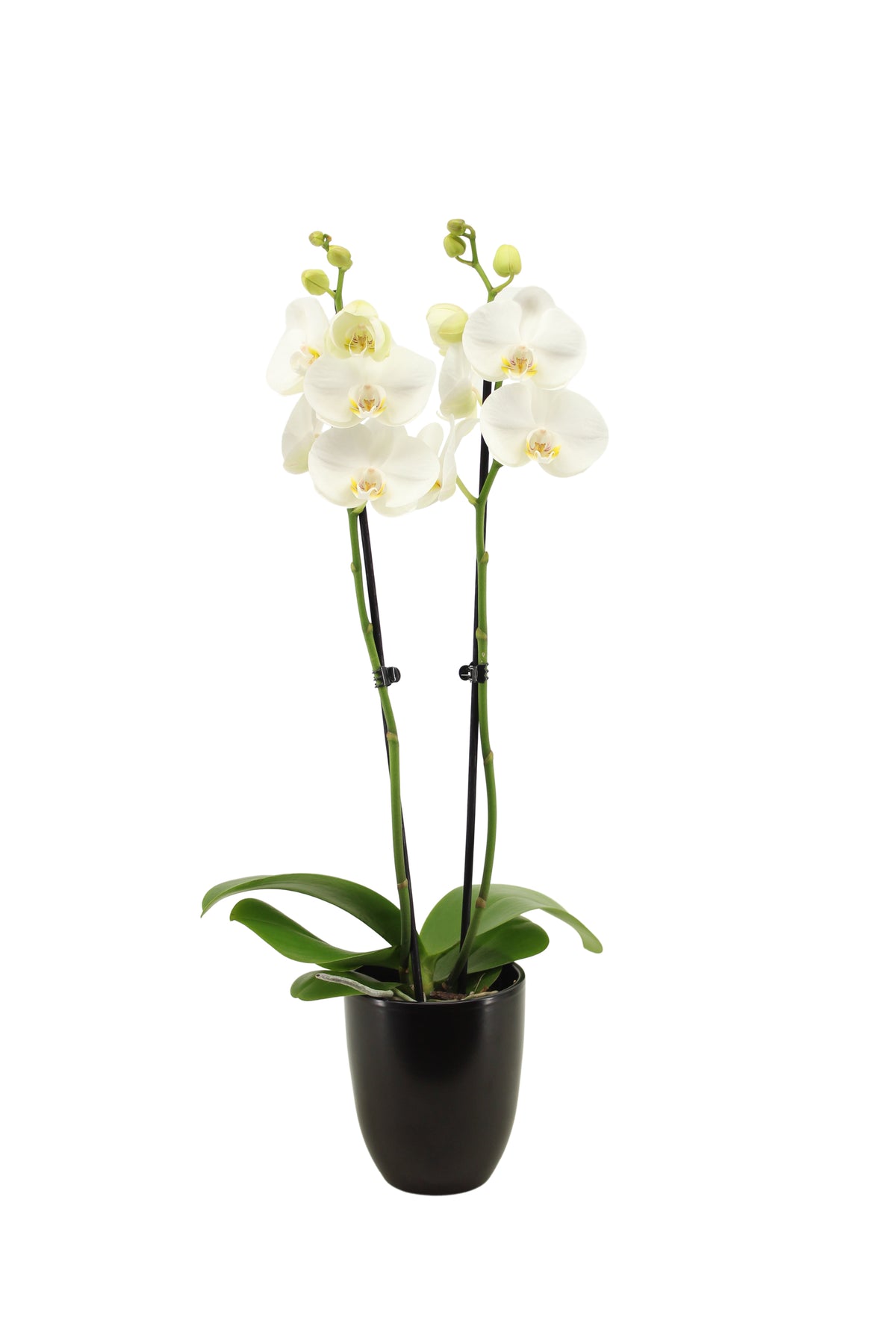 Phalaenopsis white 60cm 12cm Pot