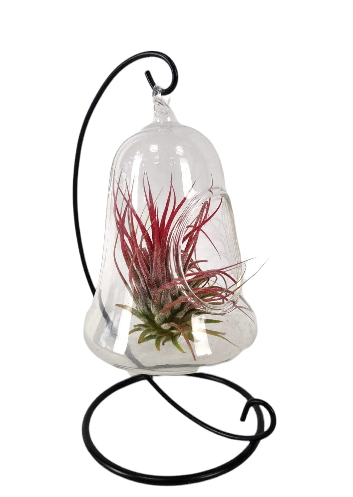 Tillandsia Christmas Edition 20cm 10cm Pot