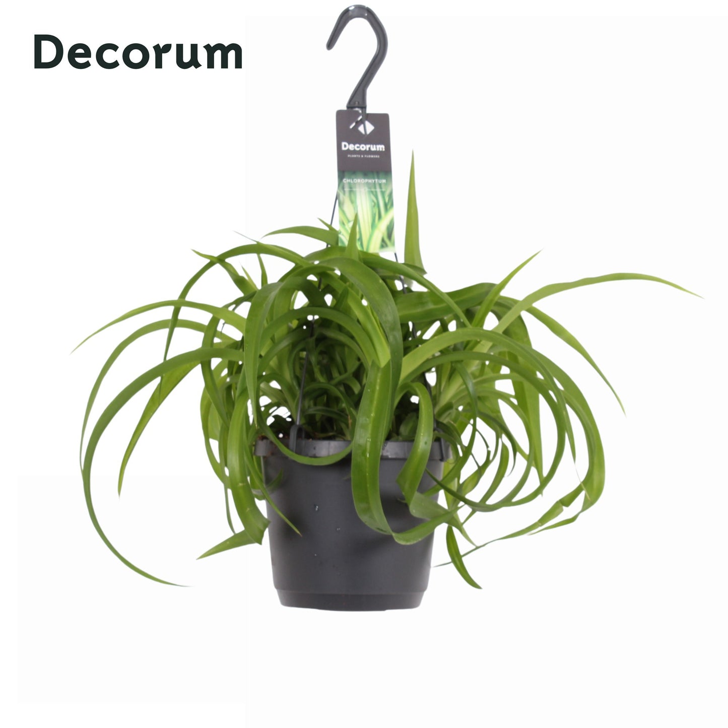 Hillplant BV Chlorophytum Green Bonnie Pack of 6