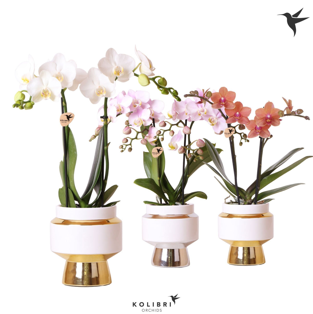Phalaenopsis mix 40cm 9cm Pot