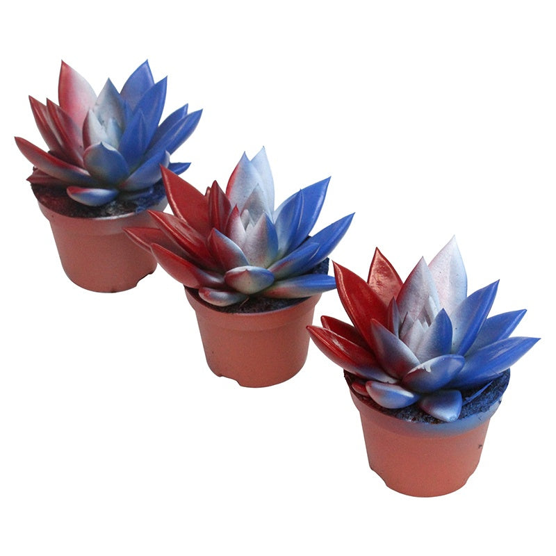 Miranda coloured flag France 8cm 6cm Pot