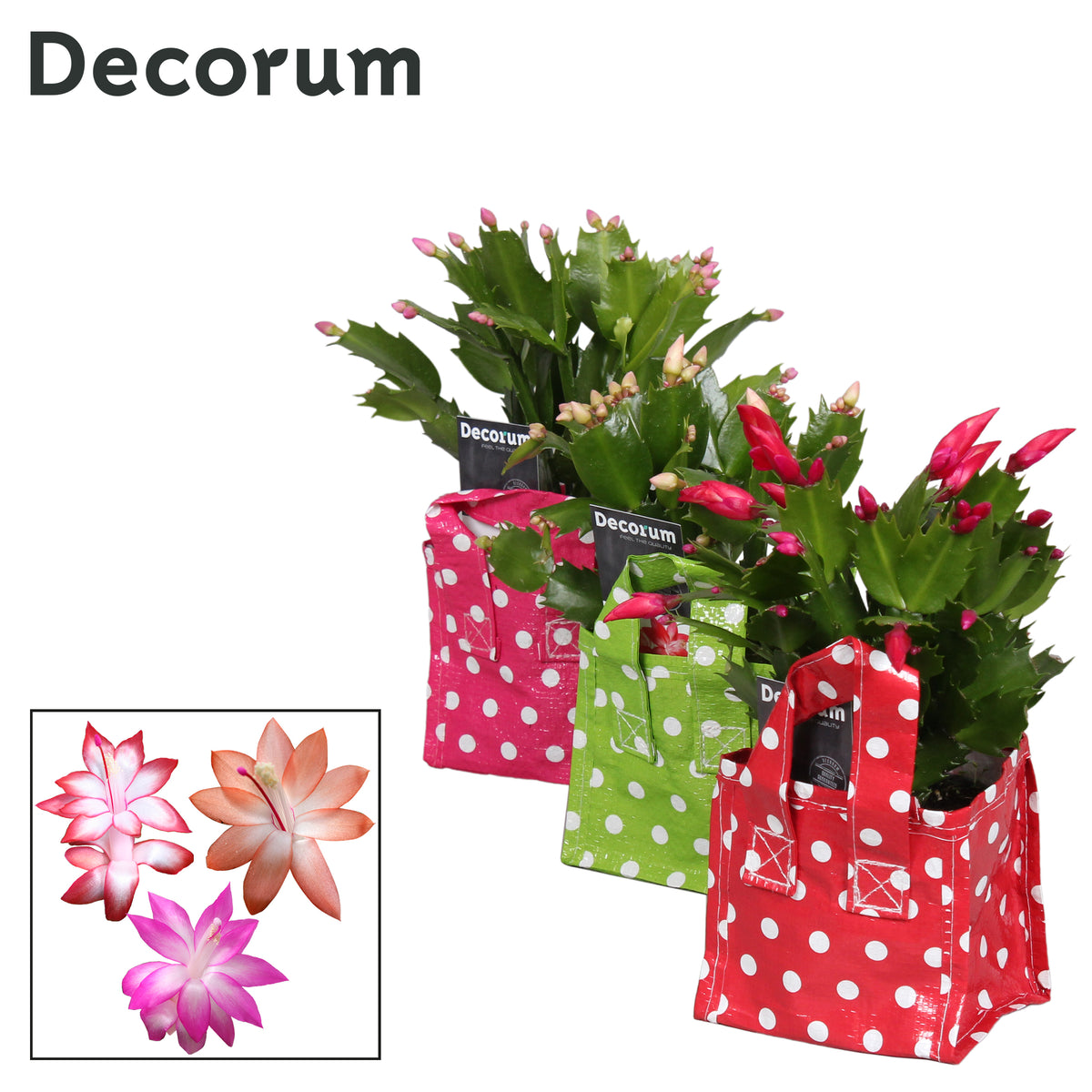 Schlumbergera mix 18cm 9cm Pot