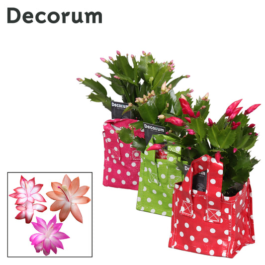 Schlumbergera mix 18cm 9cm Pot