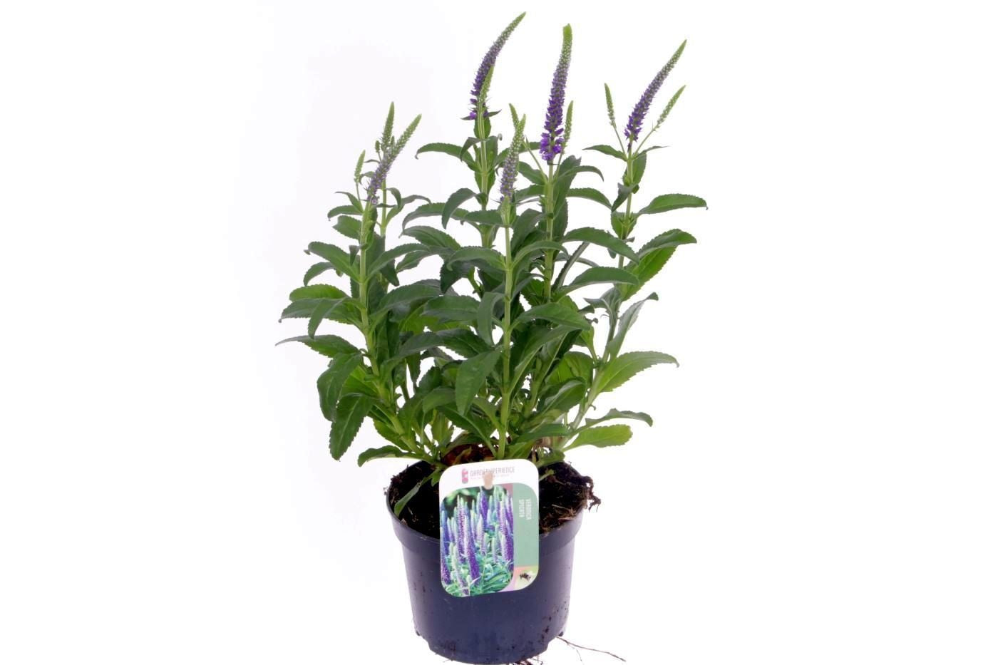 Veronica spicata 40cm 13cm Pot