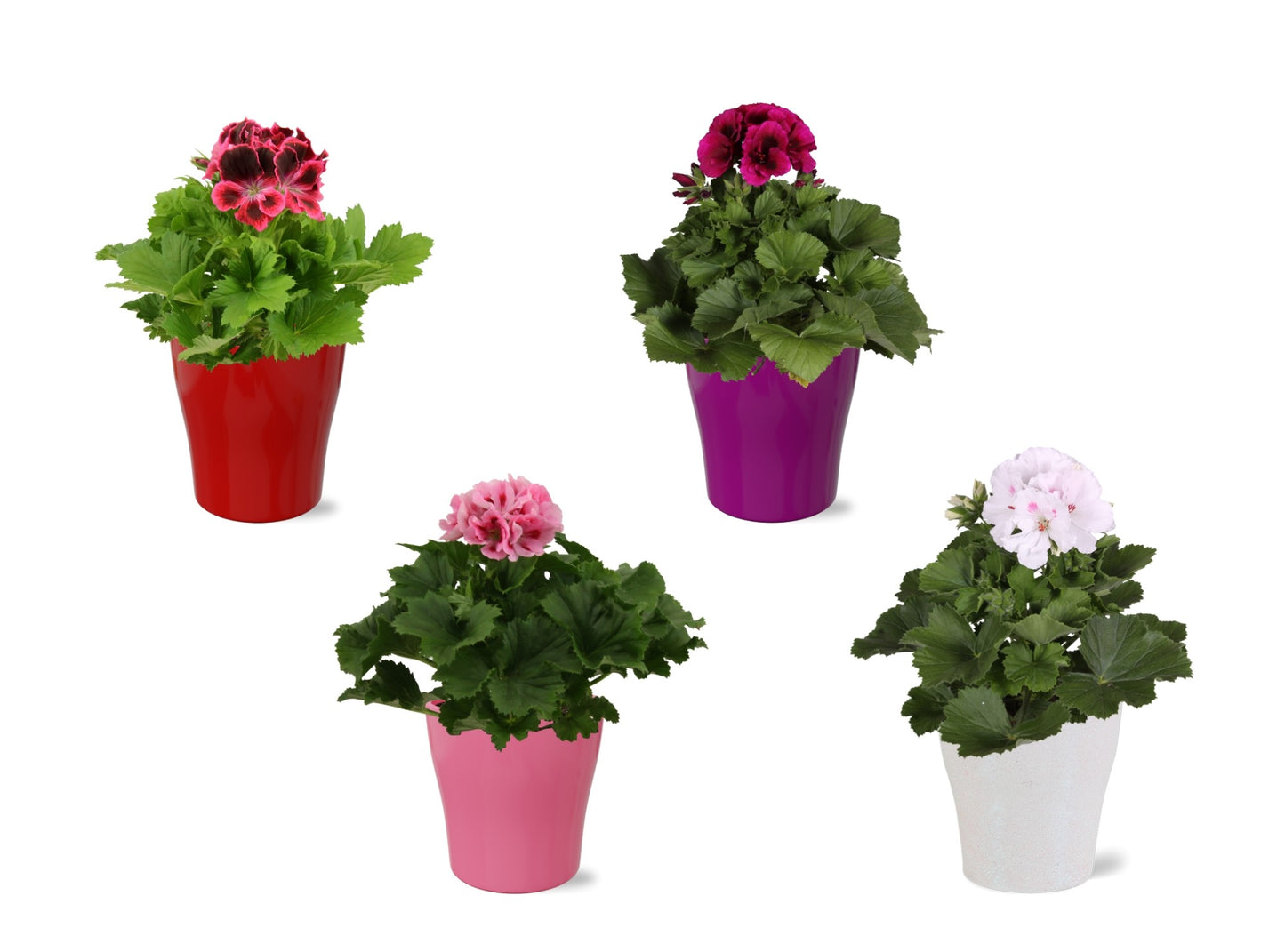 Pelargonium grandiflorum 33cm 12cm Pot