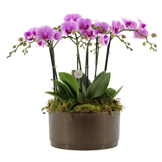 Phalaenopsis pink 50cm 27cm Pot
