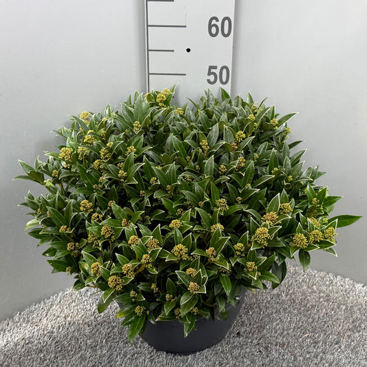 Skimmia japonica Godrie's Dwarf 50cm 32cm Pot