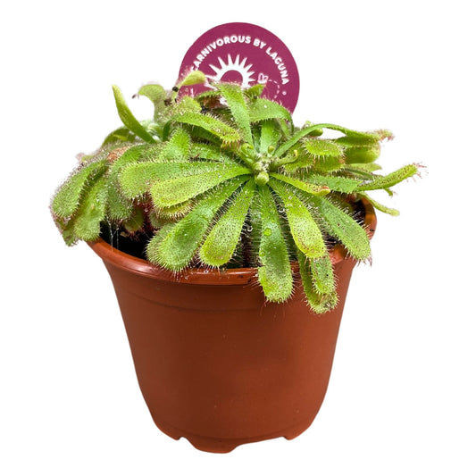 Drosera mix 10cm Special Pot (508)