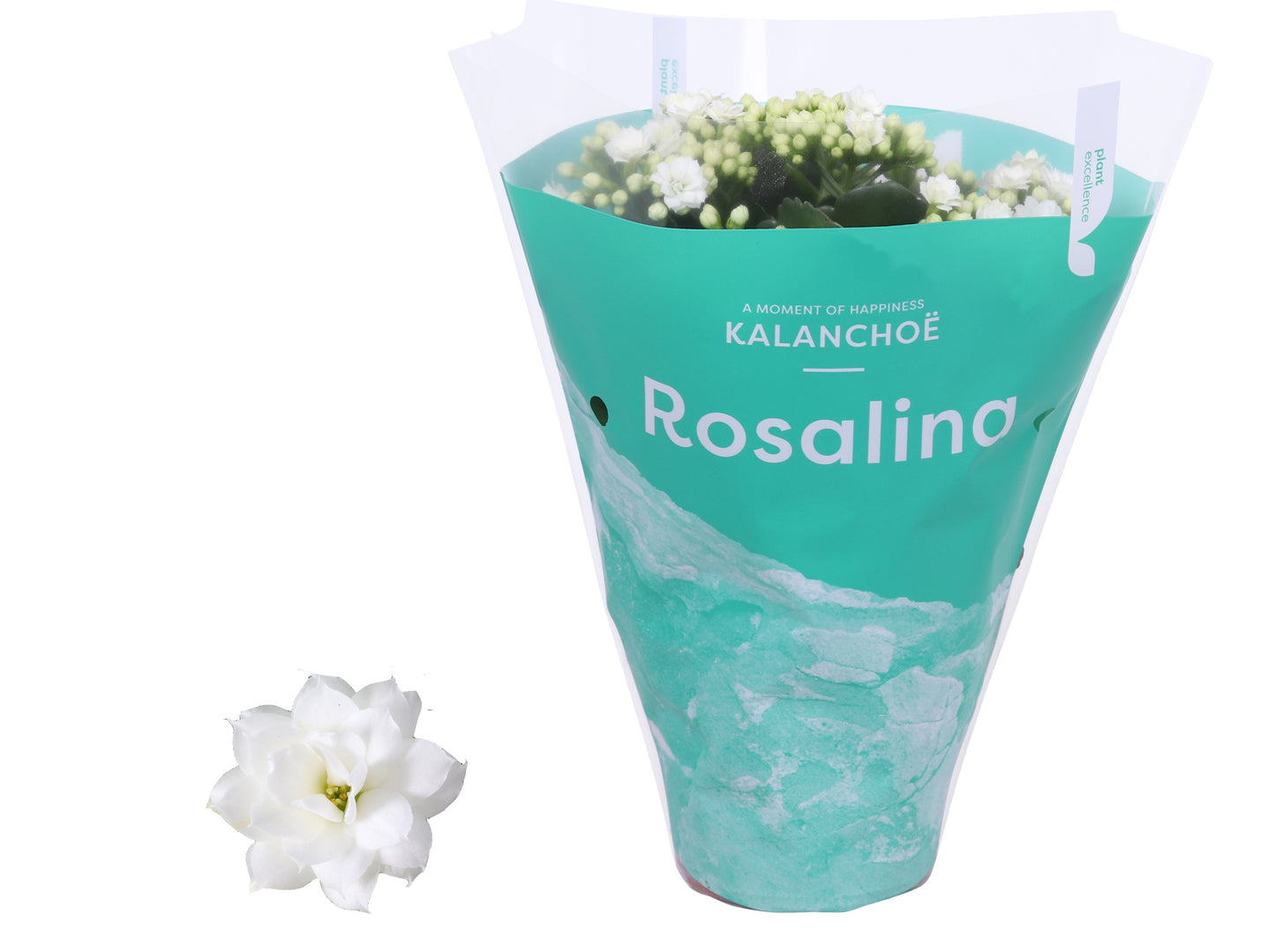 Kalanchoe Rosalina Don Dione 27cm 12cm Pot
