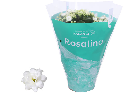 Kalanchoe Rosalina Don Dione 27cm 12cm Pot