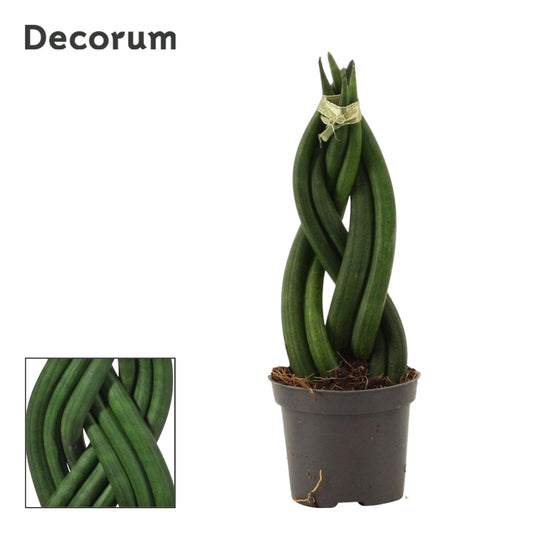 Sansevieria cylindrica braid 16cm 6cm Pot