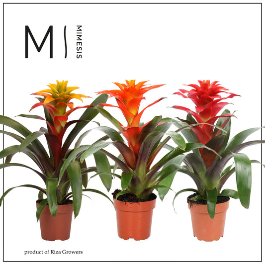 Guzmania Fiera mix 45cm 12cm Pot