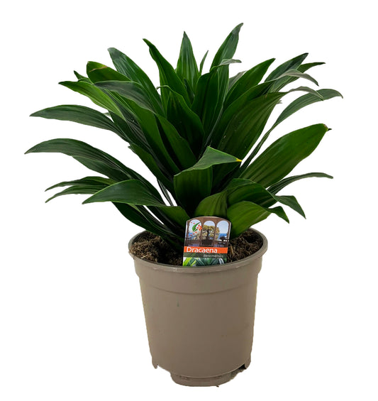 Dracaena fragrans Compacta 40cm 17cm Pot