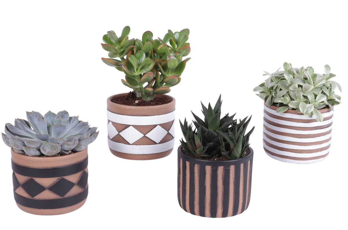 Succulent mix 30cm 14cm Pot