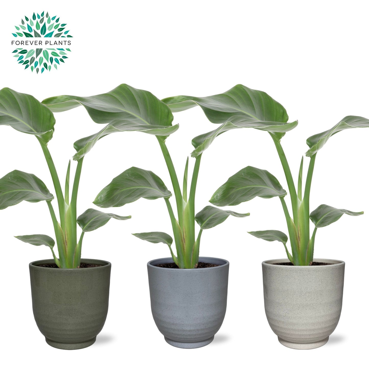 Forever Plants Group Strelitzia nicolai Pack of 3