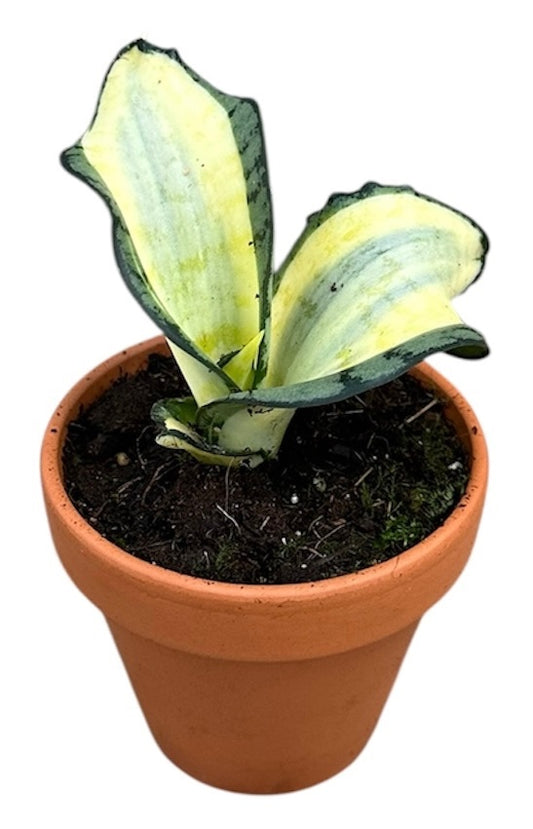 Sansevieria 15cm 8cm Pot