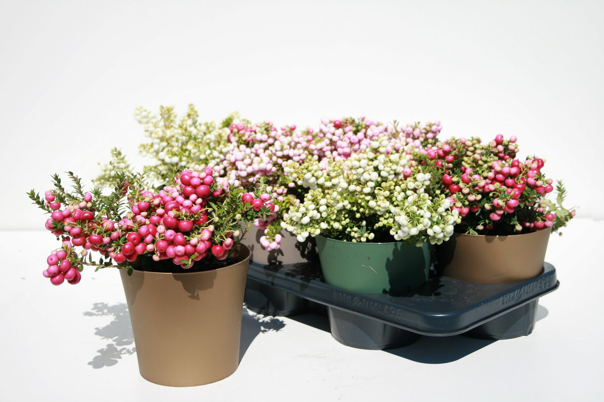Windhorst & Zn, Firma W. Gaultheria mucronata Pack of 6