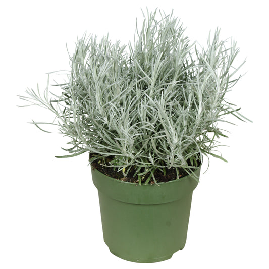 Helichrysum italicum 30cm 14cm Pot