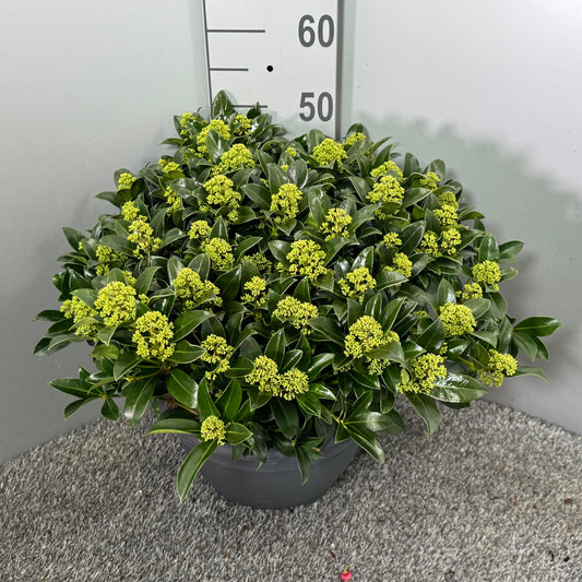 Skimmia japonica White Globe 50cm 32cm Pot