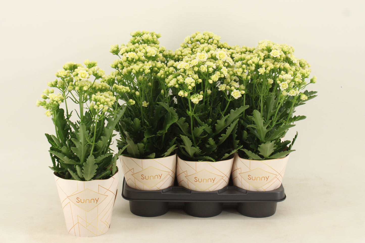 Vilosa Kalanchoe Sunny White Pack of 6