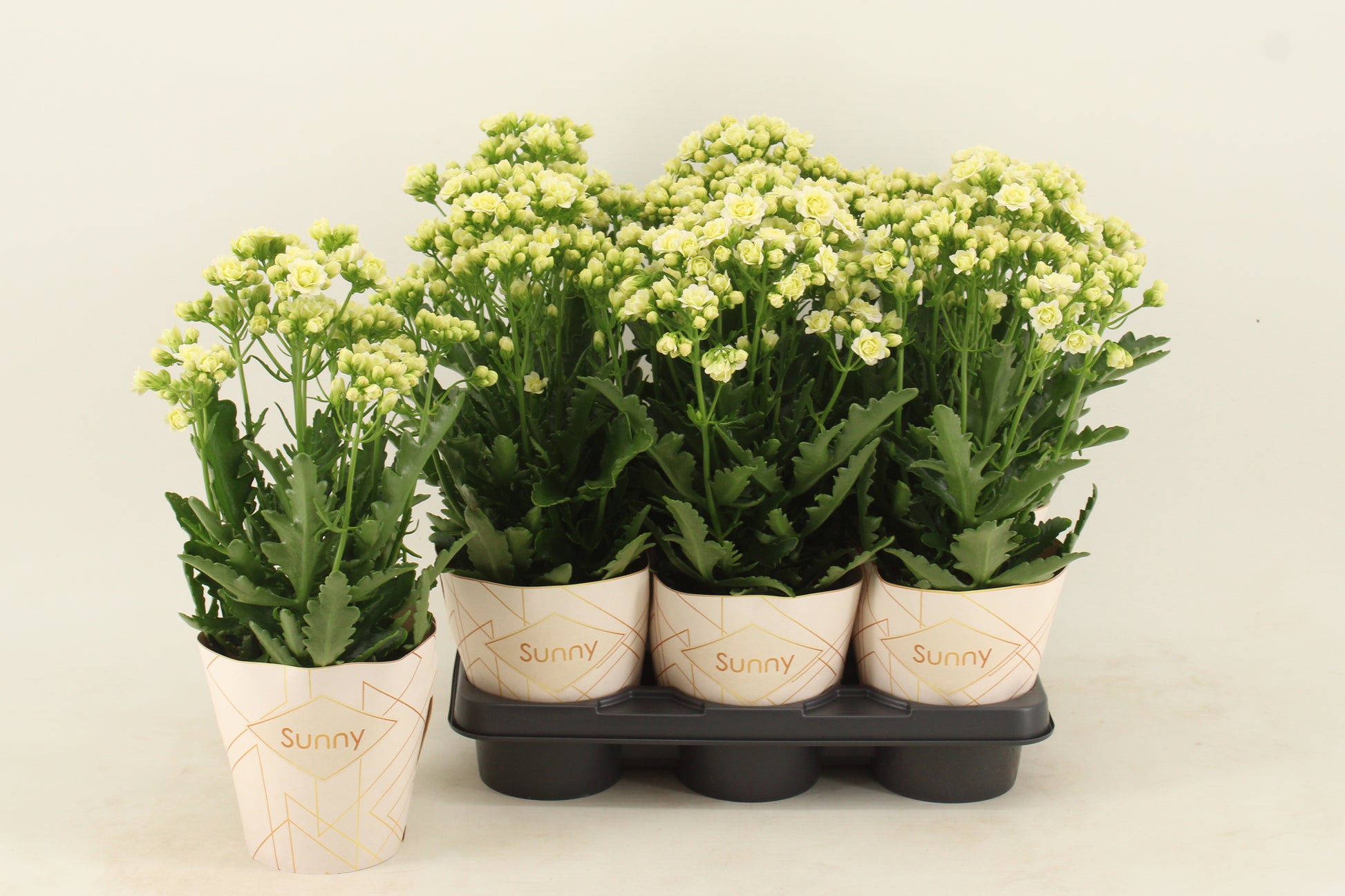 Vilosa Kalanchoe Sunny White Pack of 6