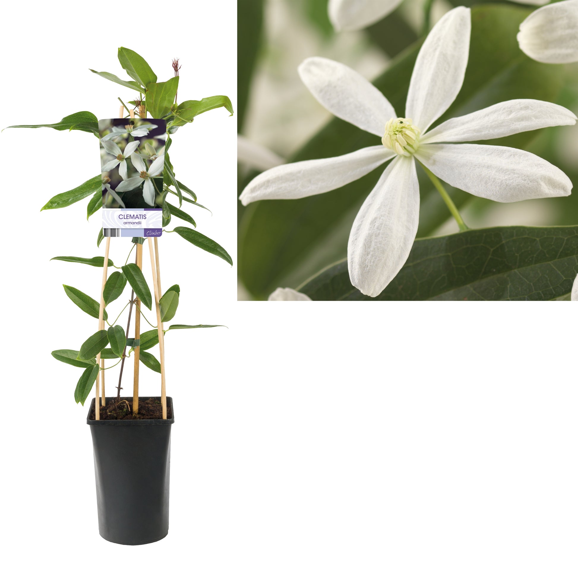 Clematis armandii 75cm 17cm Pot