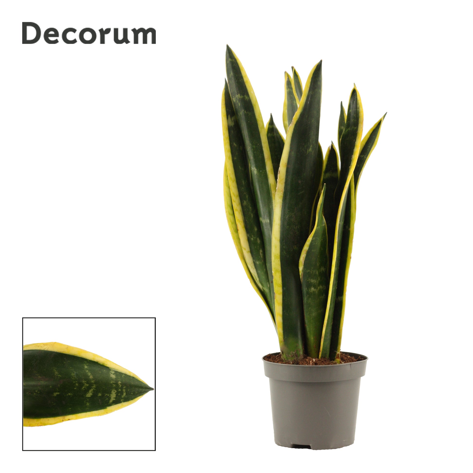 Sansevieria Black Gold 35cm 9cm Pot